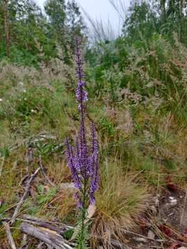 Image de Anarrhinum bellidifolium (L.) Willd.