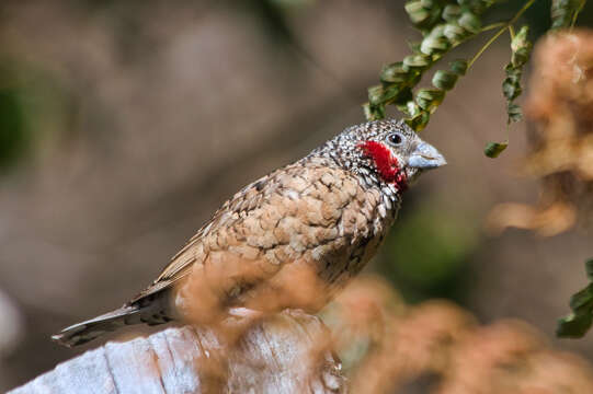 Image of Cut-throat Finch