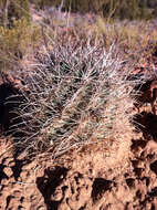 Plancia ëd Sclerocactus parviflorus Clover & Jotter