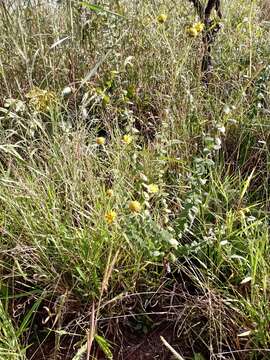 صورة Aldama robusta (Gardn.) E. E. Schill. & Panero