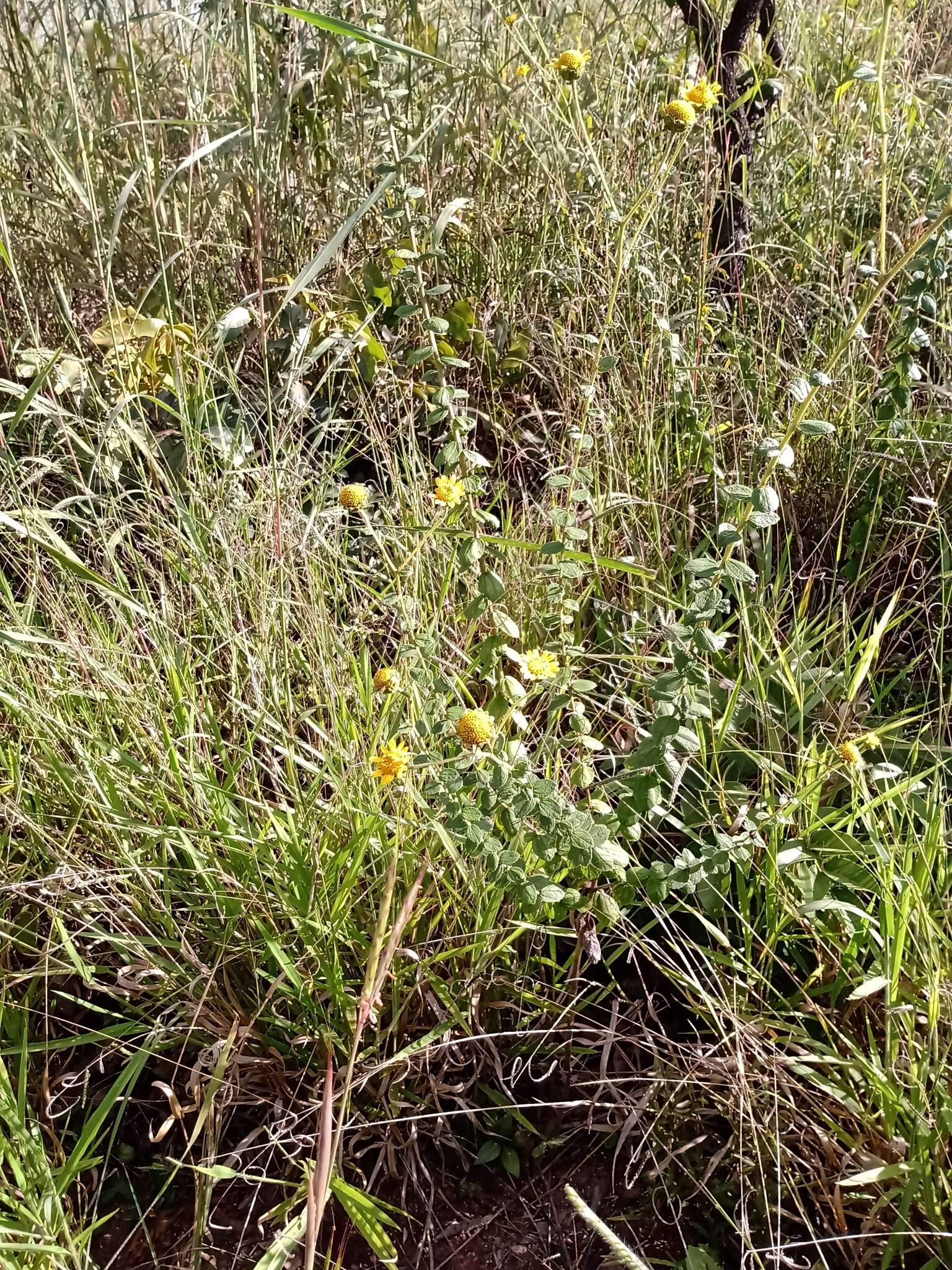 Aldama robusta (Gardn.) E. E. Schill. & Panero resmi