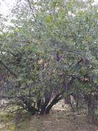 Image of Quercus peninsularis Trel.