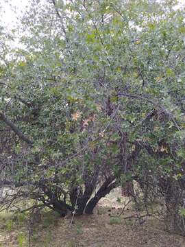 Image of Quercus peninsularis Trel.