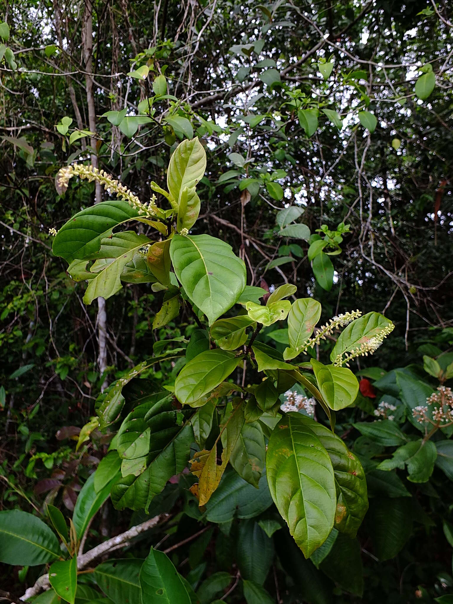 Image of Coccoloba marginata Benth.