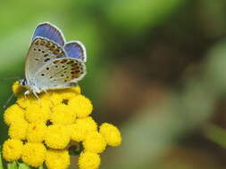 Image of Plebejus argyrognomon (Bergsträsser (1779))