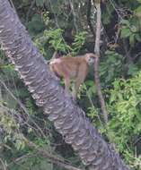 Image of Guinea Baboon