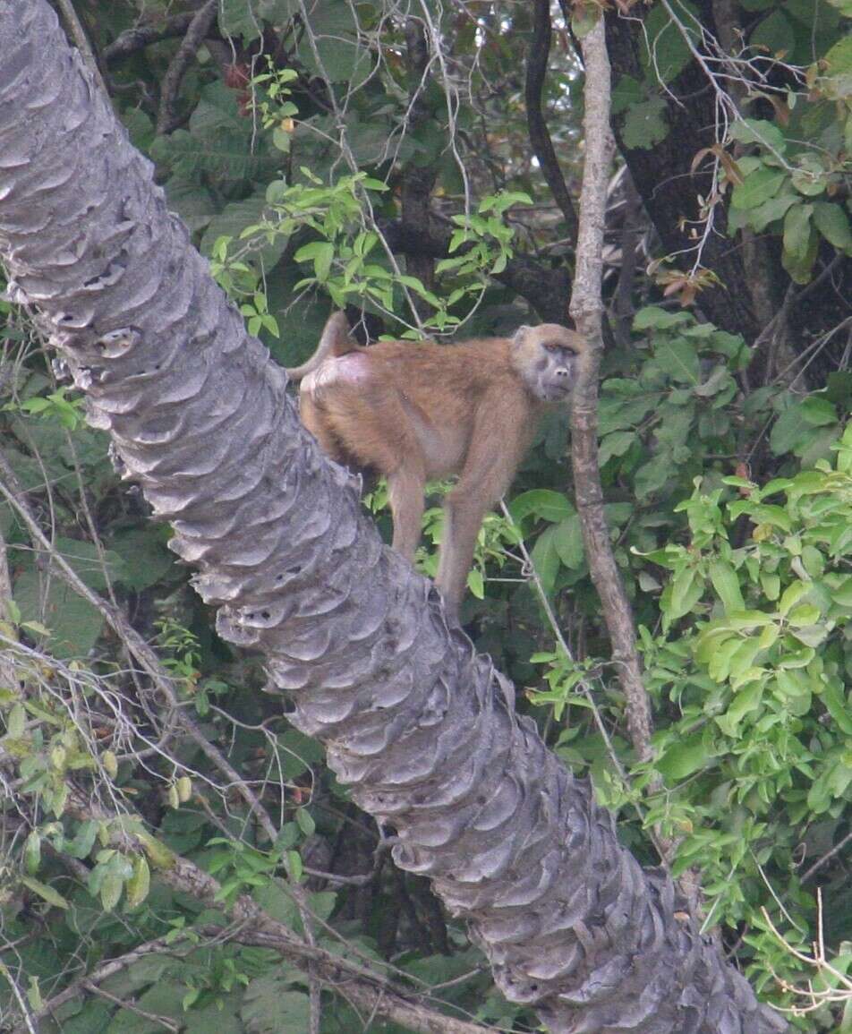 Image of Guinea Baboon