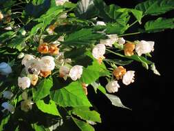 Sivun Dombeya tiliacea (Endl.) Planch. kuva