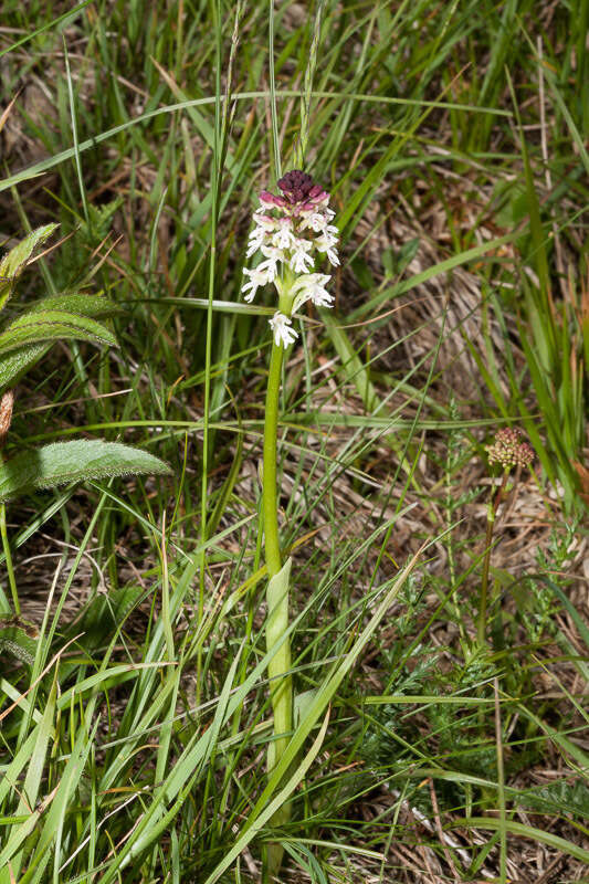 Image of Burnt orchid