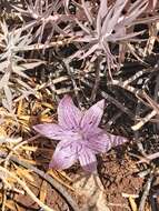 Image de Colchicum variegatum L.