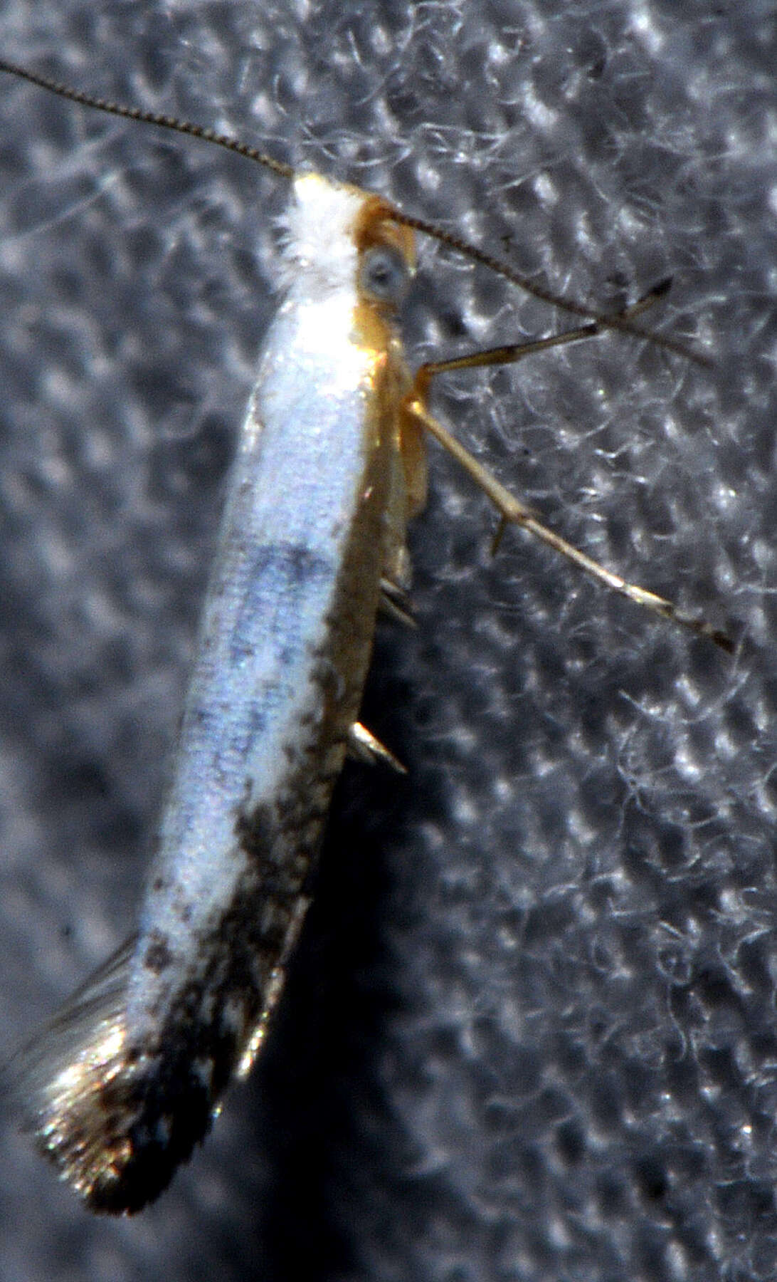 Image of Speckled Argyresthia