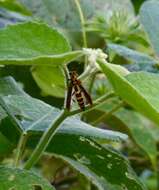 Image de Polistes cubensis Lepeletier 1836