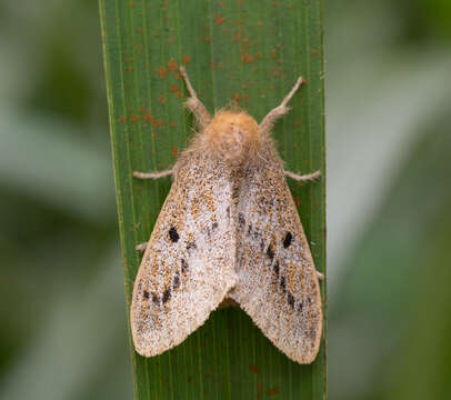 Image of Rhypotoses phloeochroa Collenette 1932