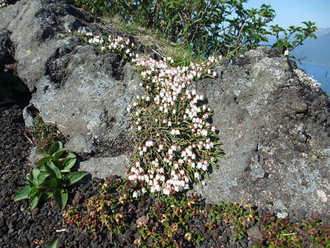 Image of clubmoss cassiope