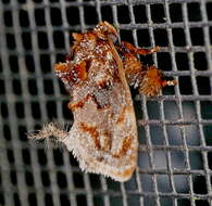 Image of Beutenmueller's Slug Moth