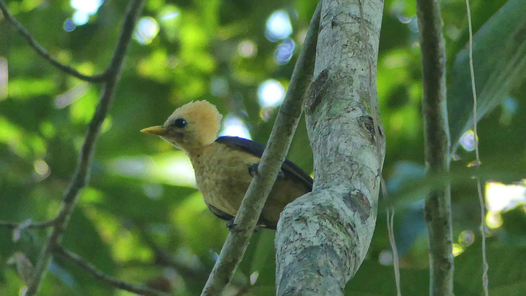 Image of Cream-colored Woodpecker