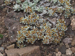 Image of Helichrysum lineatum Bolus