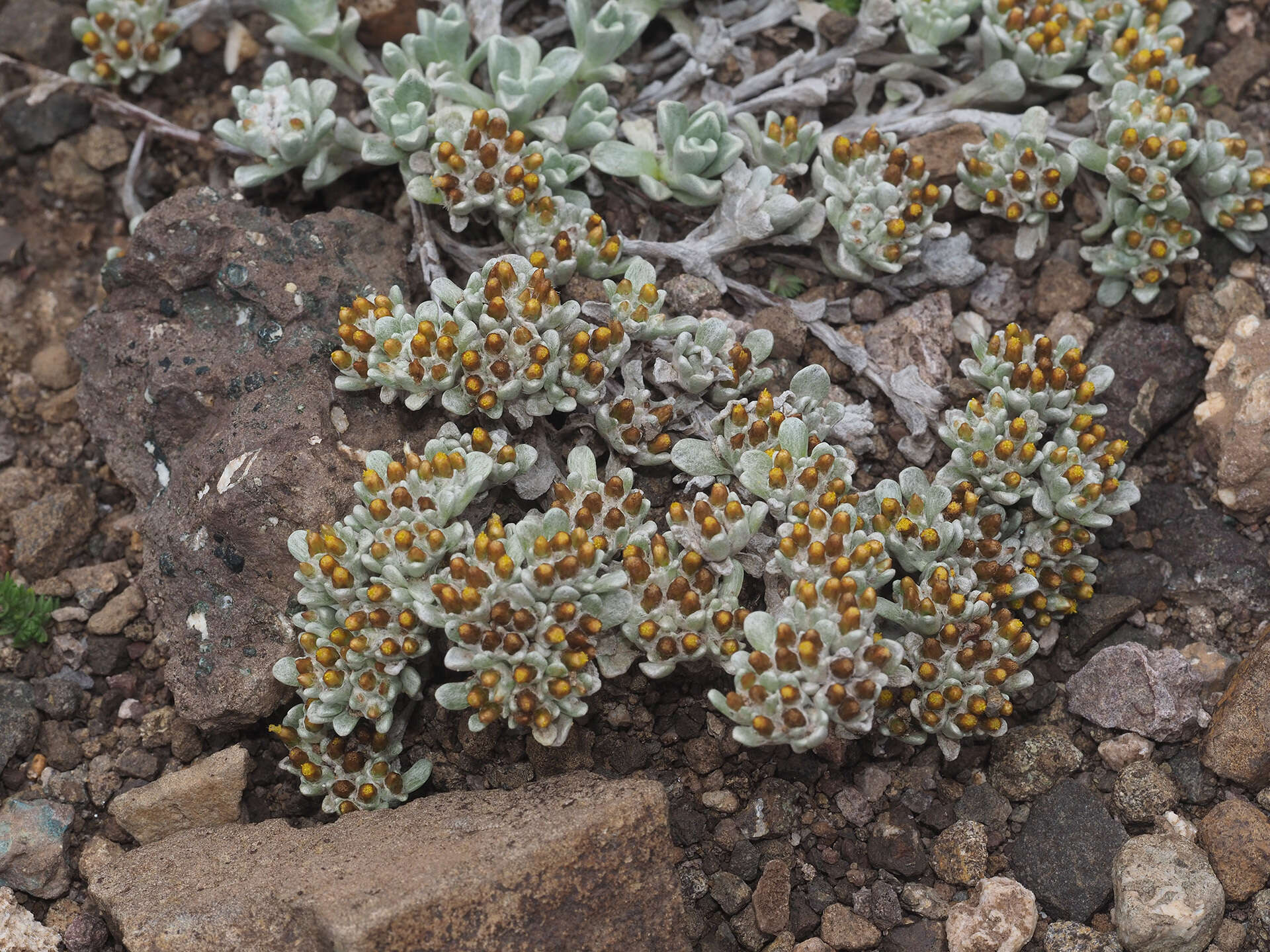 Imagem de Helichrysum lineatum Bolus