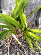 Image of Angraecum longicalcar (Bosser) Senghas