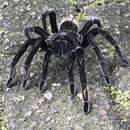 Image of Costa Rican Pink Footed Tarantula