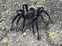 Image of Costa Rican Pink Footed Tarantula