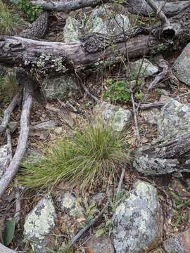 Image of Guadalupe fescue