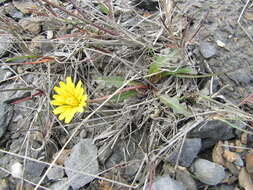 Plancia ëd Taraxacum phymatocarpum J. Vahl