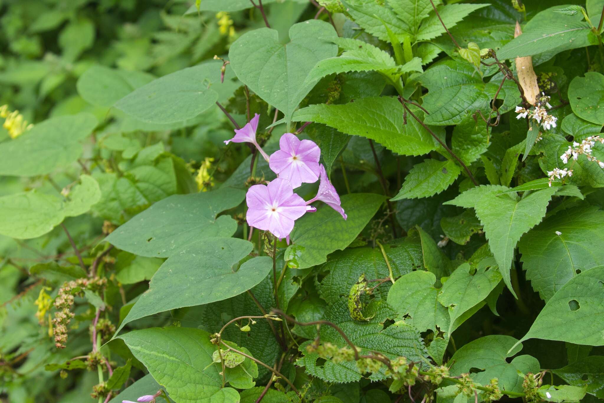 Image of Dinetus grandiflorus (Wall.) Staples