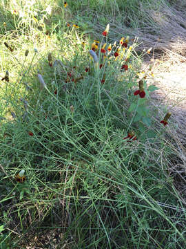 Image of Mexican hat