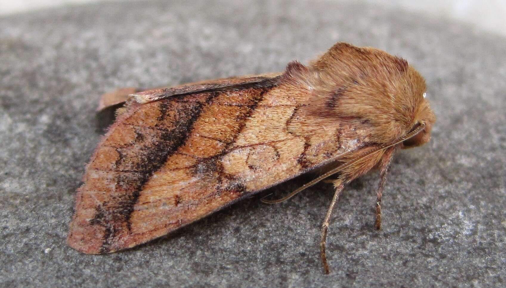 Image of Purple-Lined Sallow