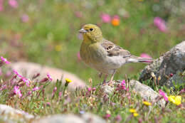 Image of Cinereous Bunting