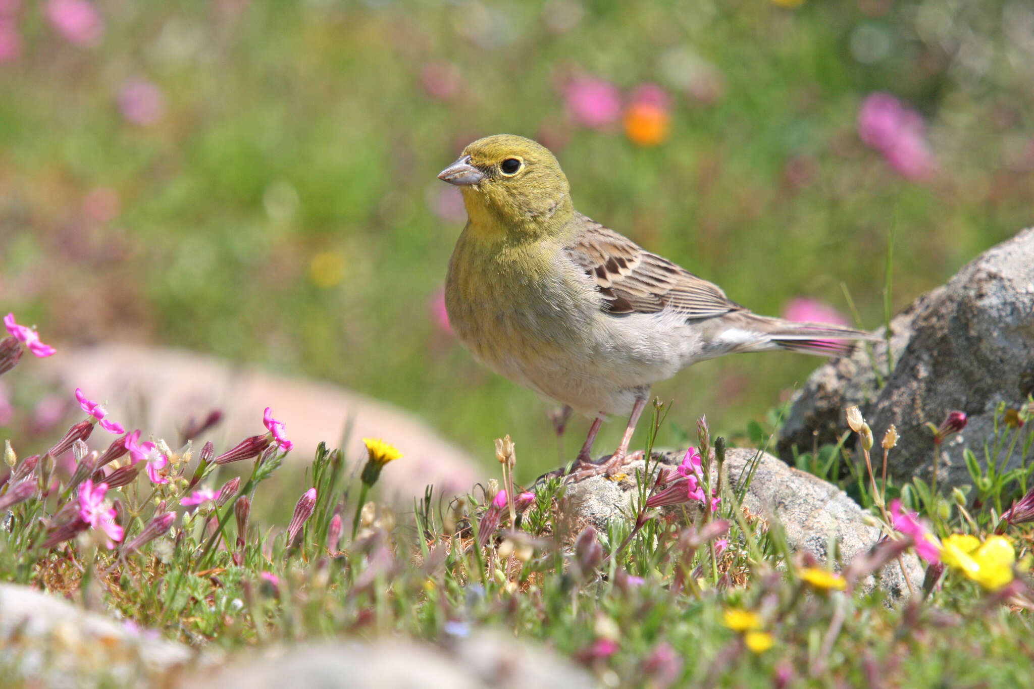 Image of Cinereous Bunting