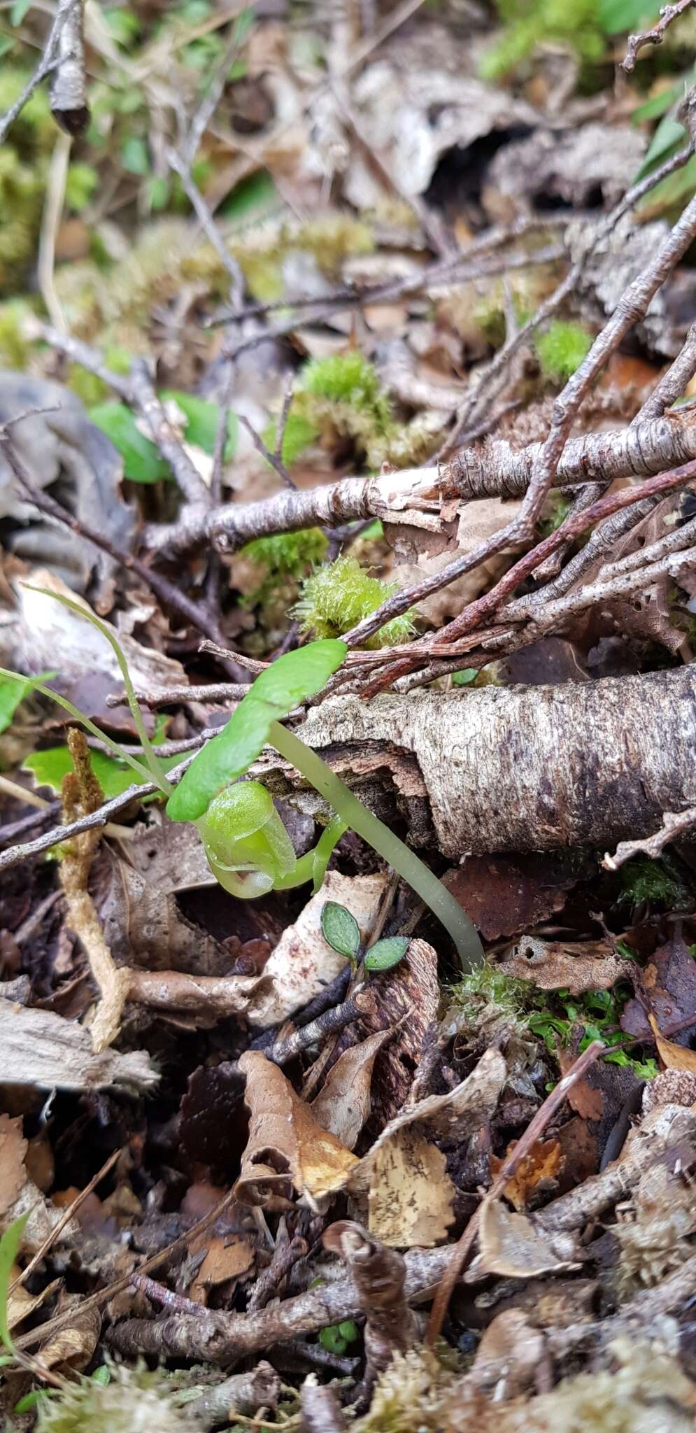 Image of Zeller's spider orchid