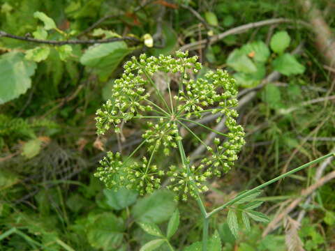 صورة Cicuta douglasii (DC.) Coult. & Rose