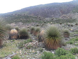 Image de Puya raimondii Harms