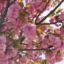 Prunus lannesiana (Carr) E. H. Wilson resmi