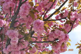 Imagem de Prunus lannesiana (Carr) E. H. Wilson