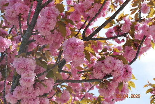 Image of Prunus lannesiana (Carr) E. H. Wilson