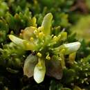 Image of Ranunculus crassipes Hook. fil.