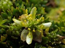 Image of Ranunculus crassipes Hook. fil.