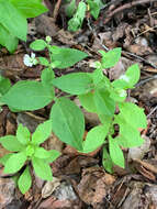 Image of Menzies' campion