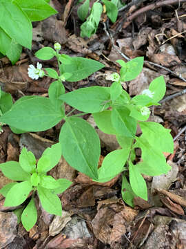 Image of Menzies' campion