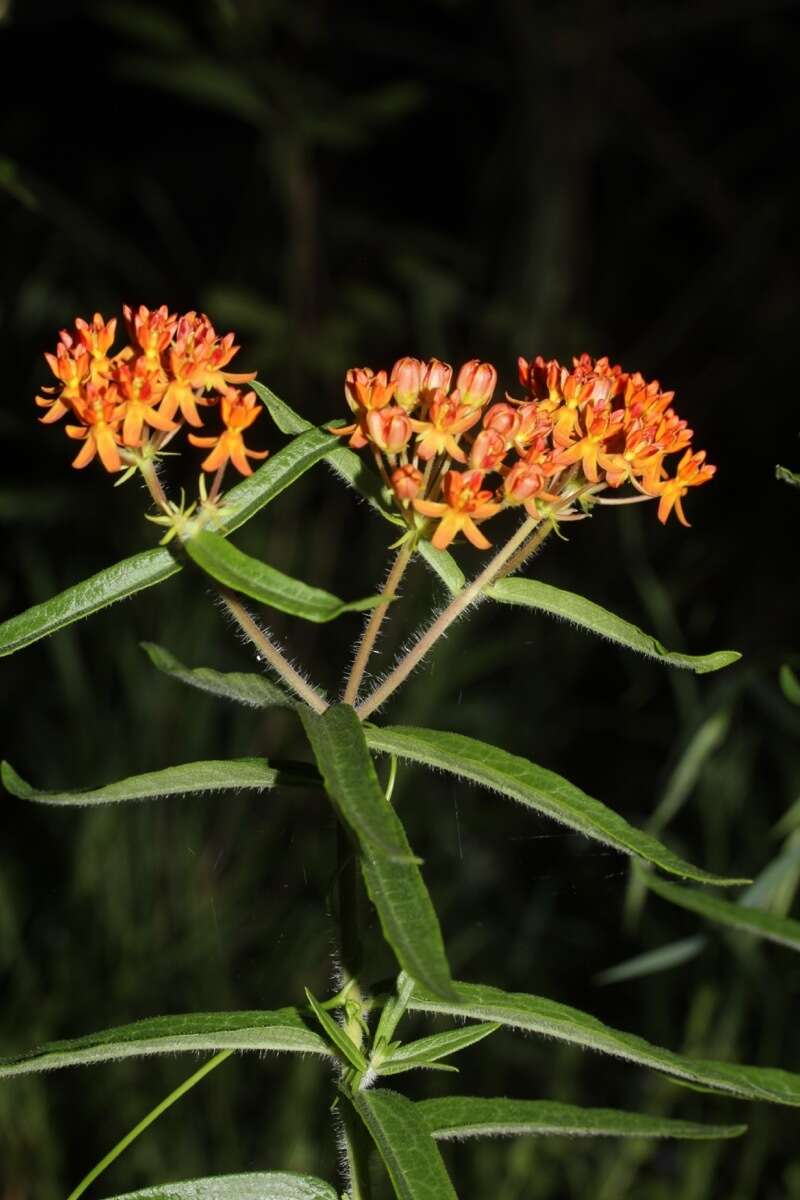 Imagem de Asclepias tuberosa subsp. tuberosa