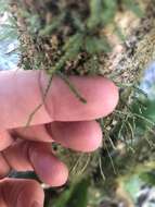 Image of toothed snailfern