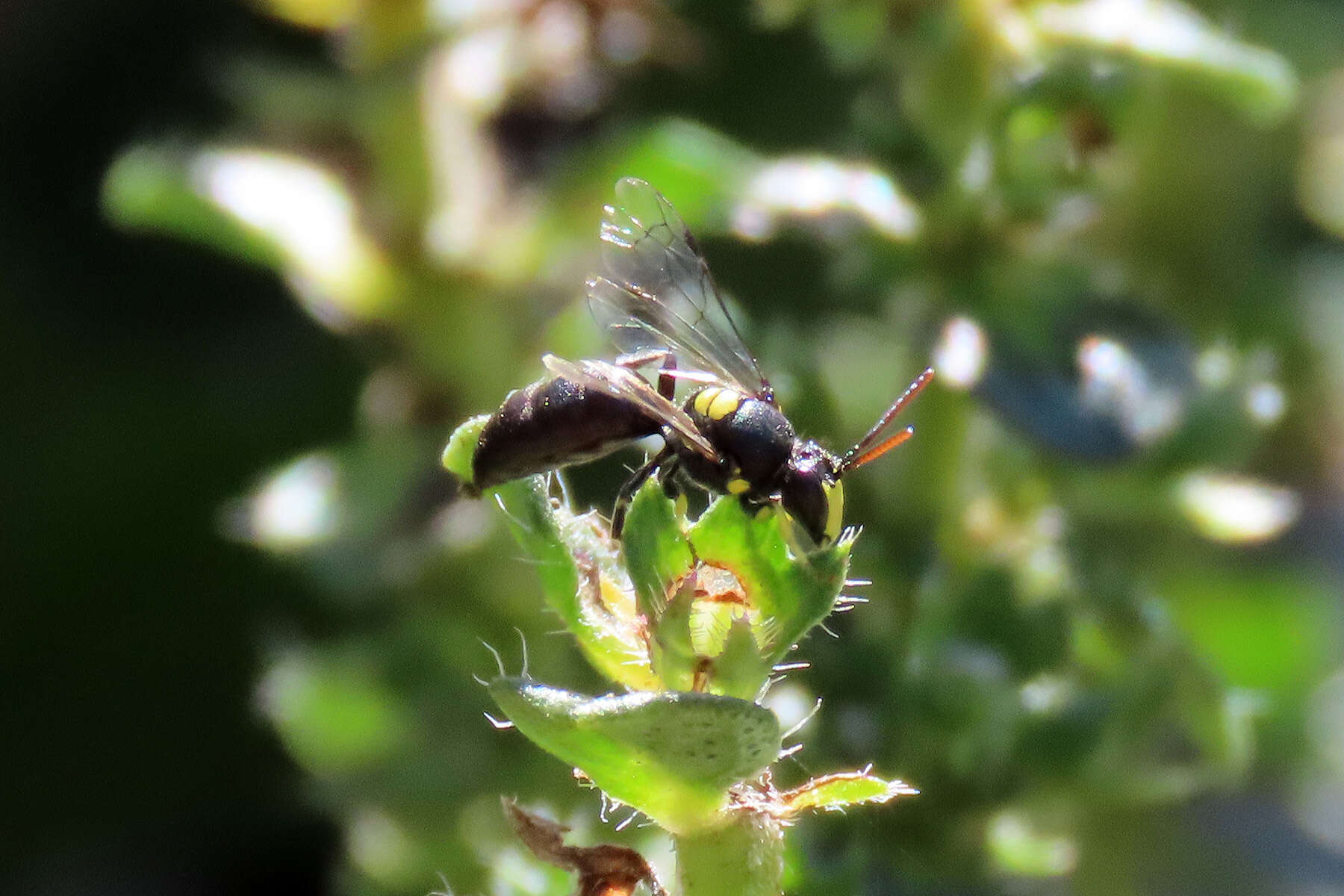 Image of Hylaeus honestus (Smith 1879)