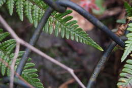 Image de Dryopteris setosa (Thunb. ex Murr.) Akasawa