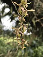 Image of Epidendrum moritzii Rchb. fil.