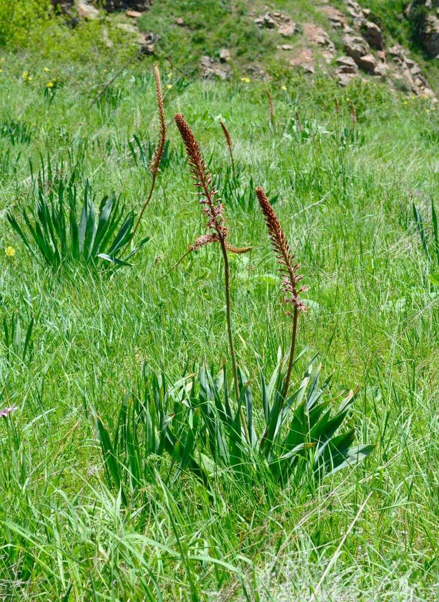 Image of Eremurus regelii Vved.