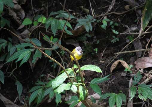 Image of Canary-flycatcher