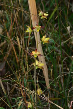 Image de Eulophia pratensis Lindl.